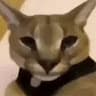 Max Nikiforov